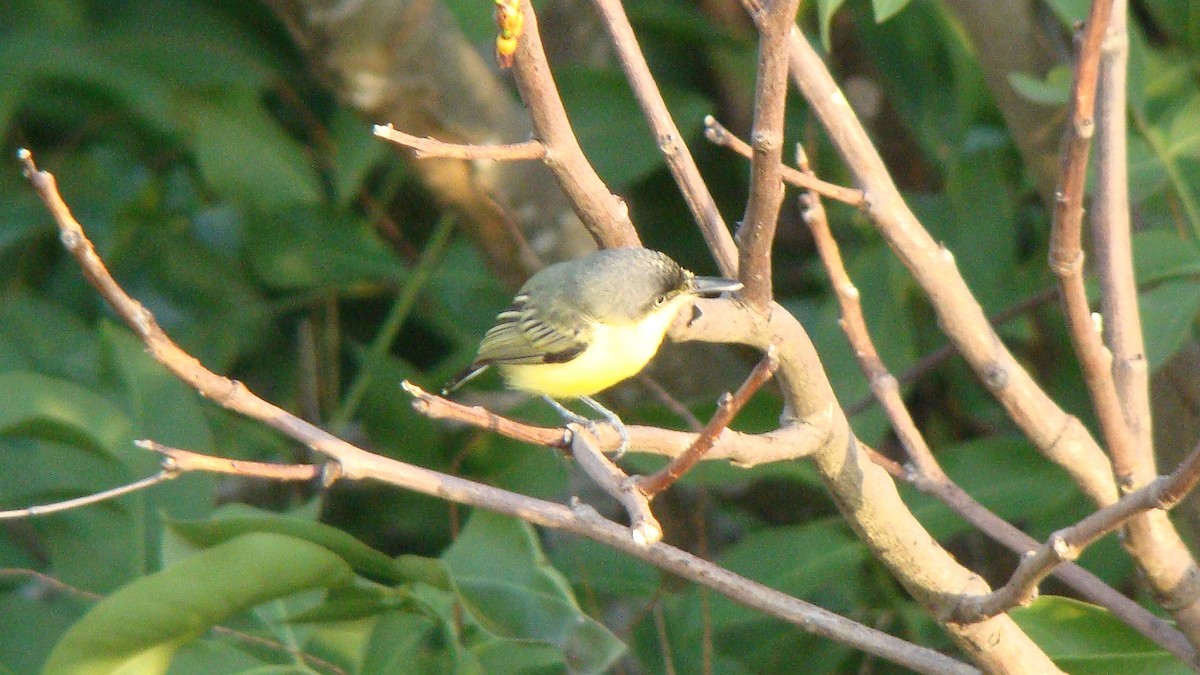 Common Tody-Flycatcher - ML601594571