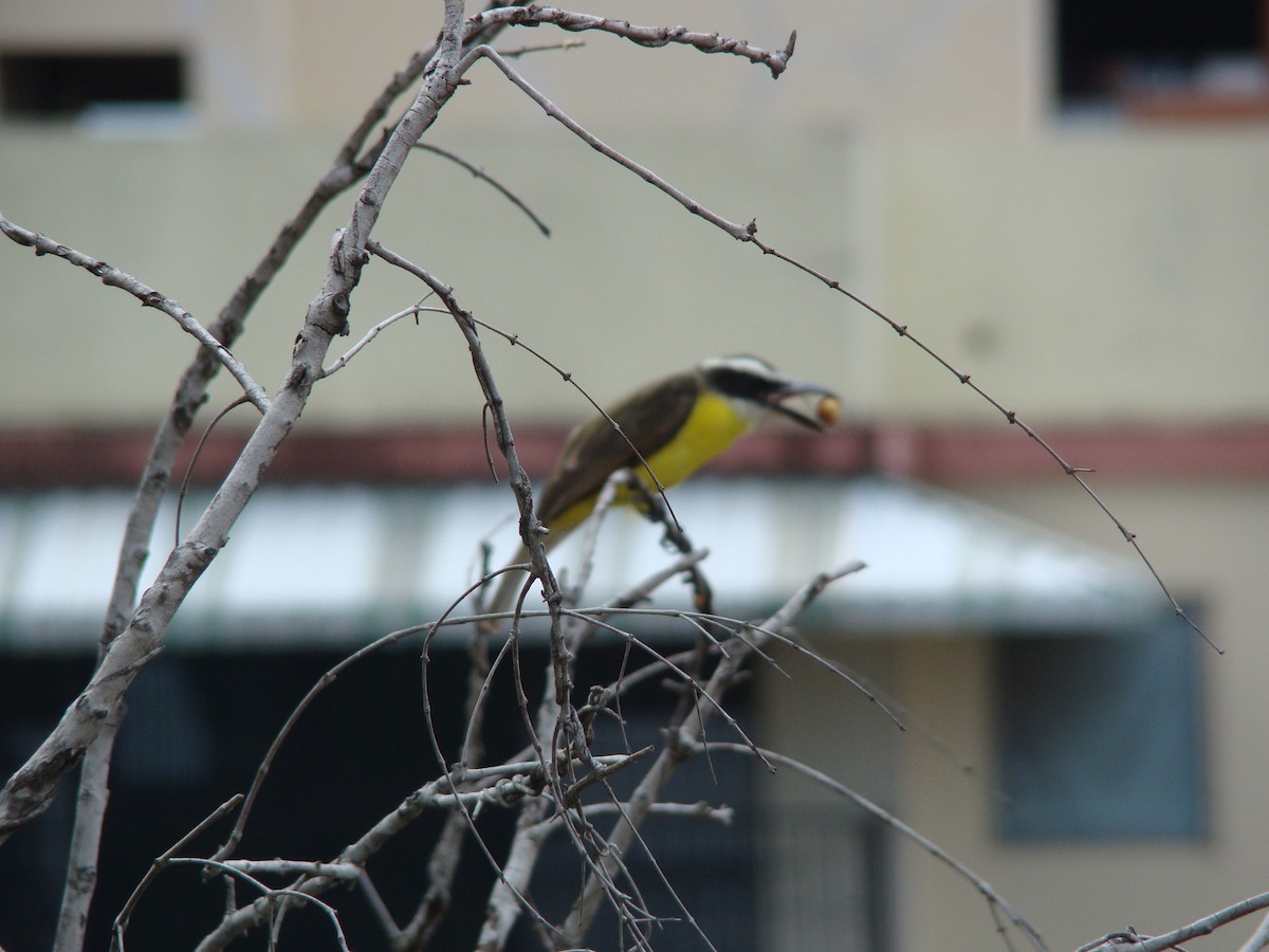 Lesser Kiskadee - ML601594711