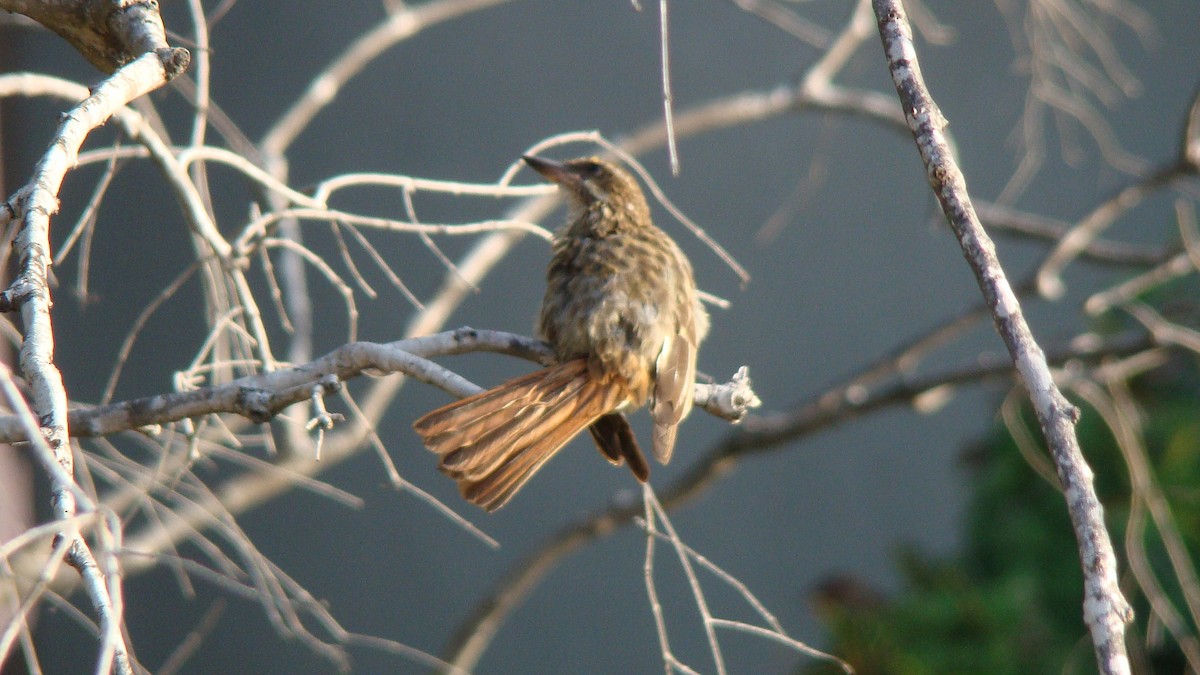 Streaked Flycatcher - ML601594791