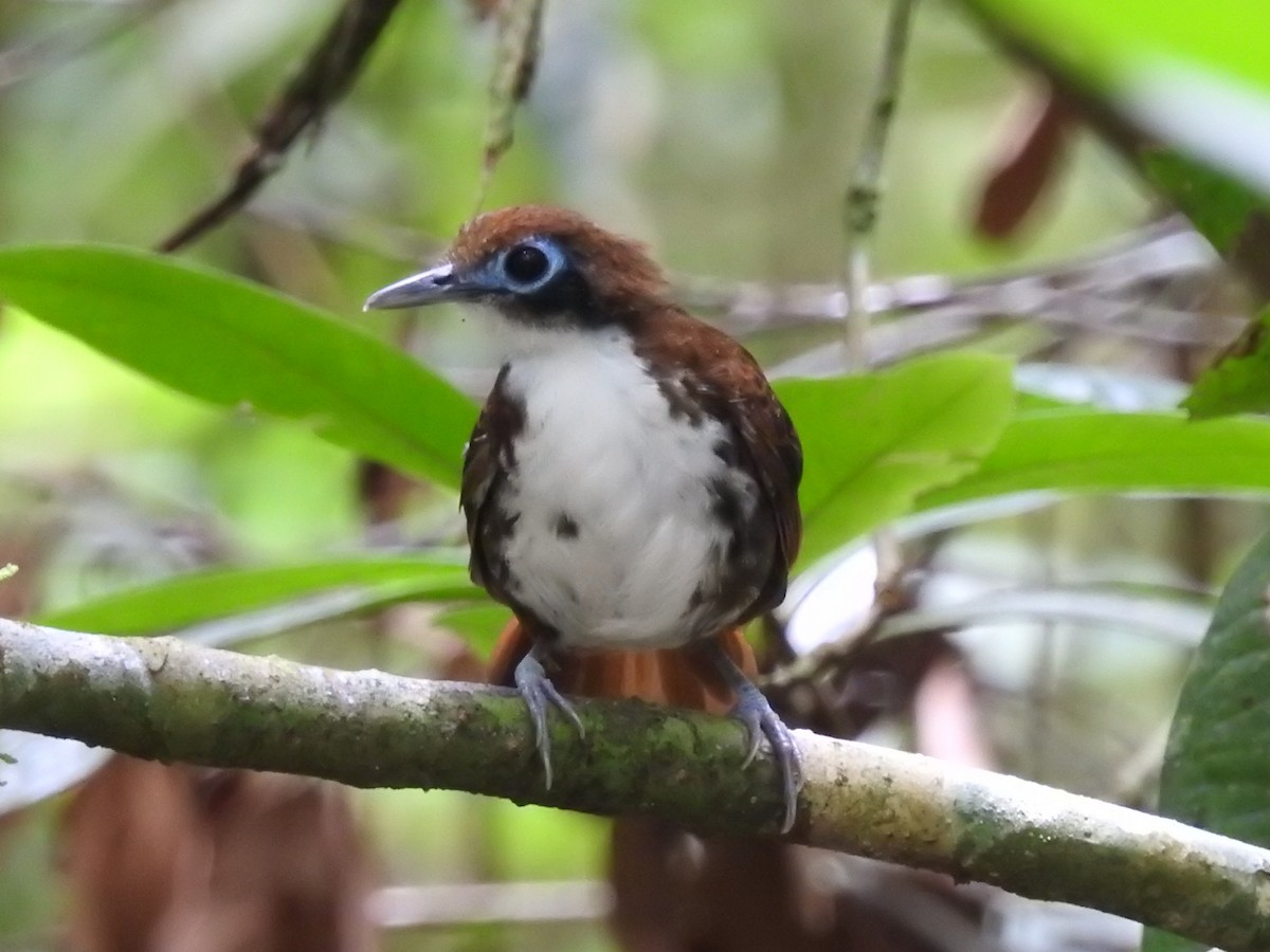 Bicolored Antbird - ML601595071