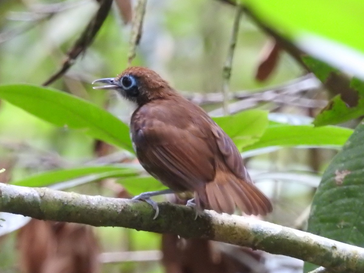 Bicolored Antbird - ML601595081