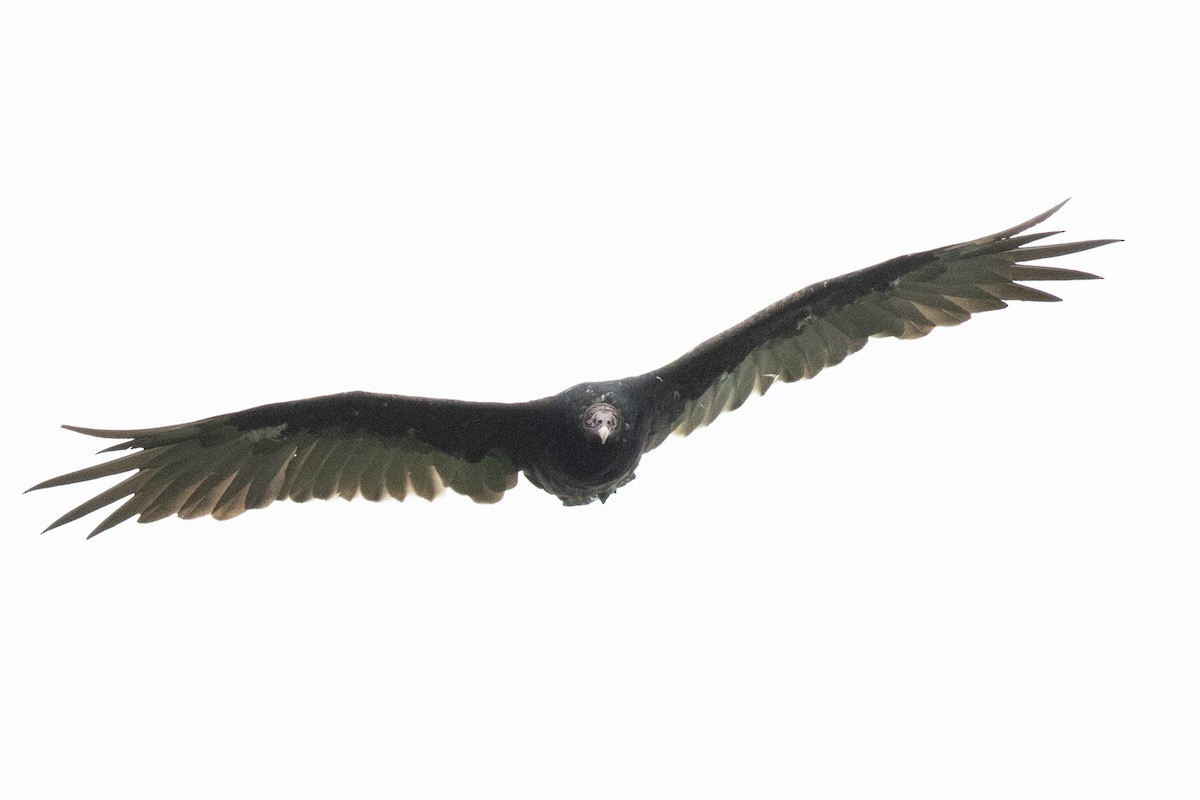 Turkey Vulture - ML601595201