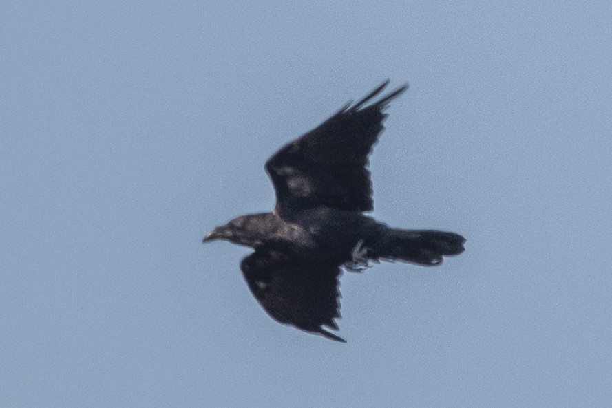 Common Raven - ML601595221