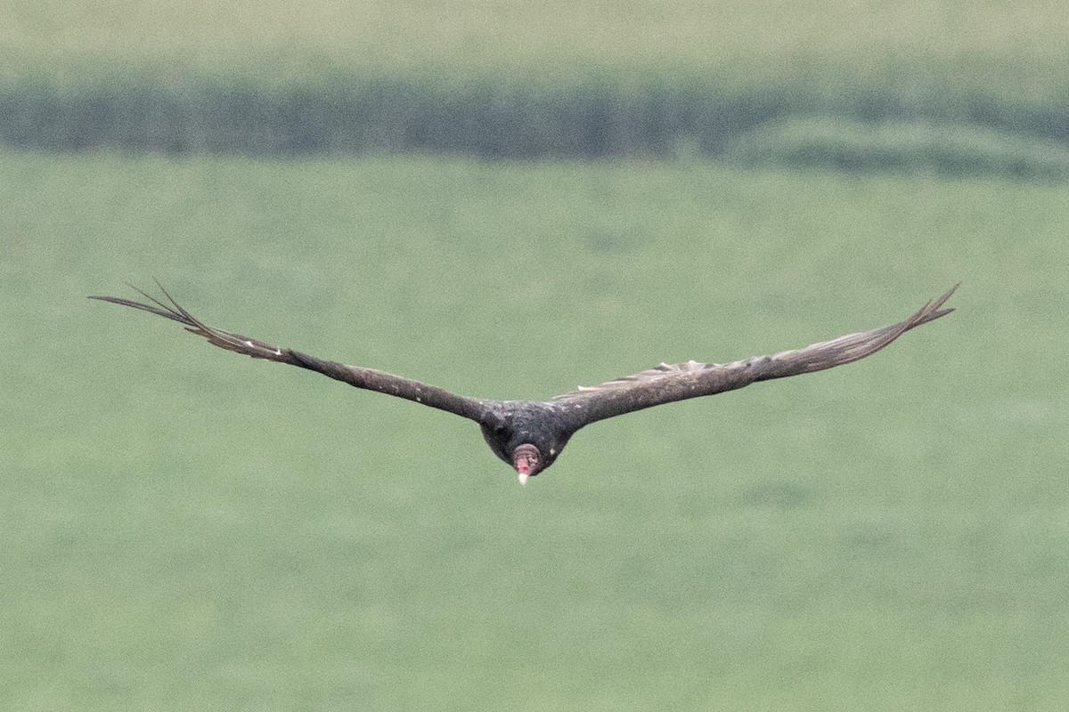 Turkey Vulture - ML601595311