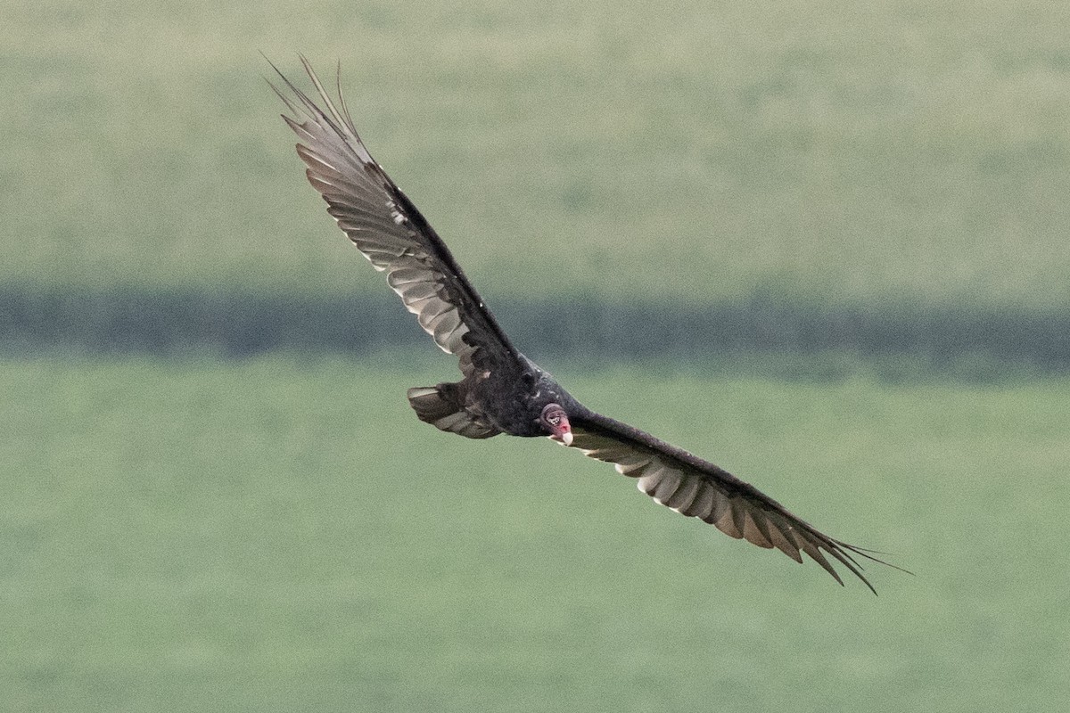 Turkey Vulture - ML601595321