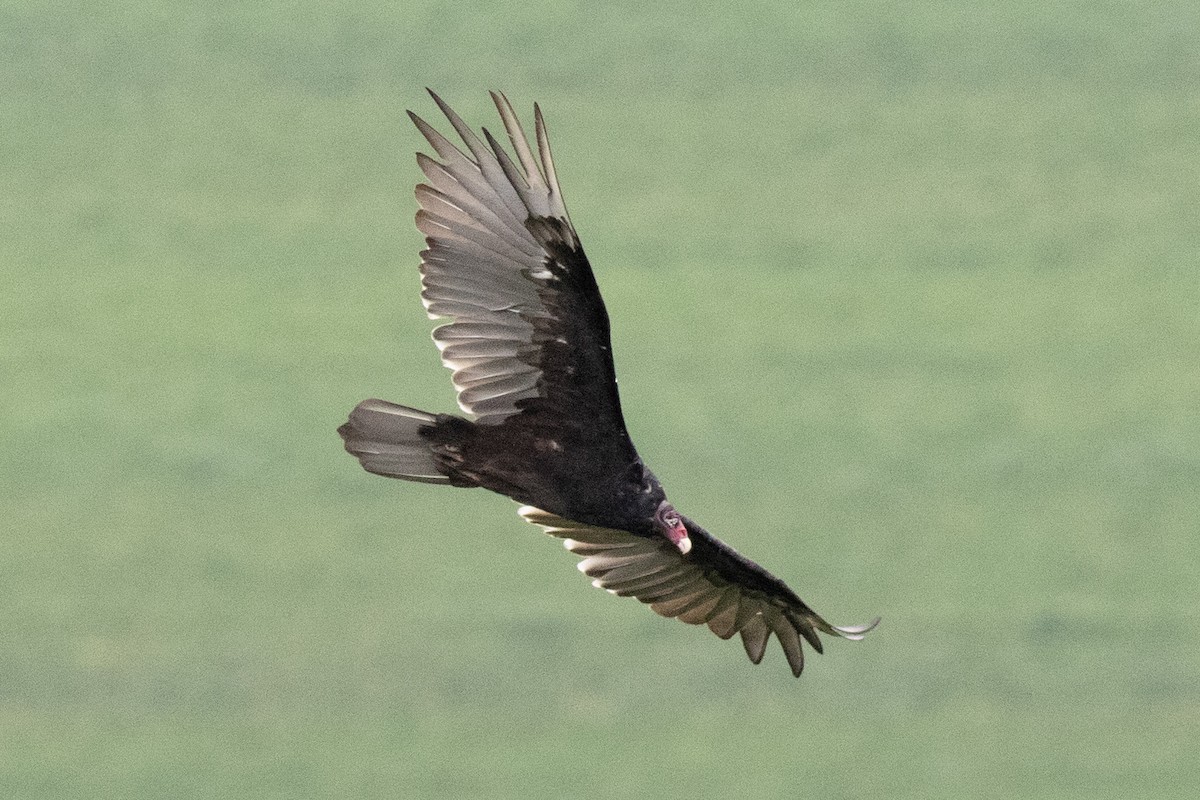 Turkey Vulture - ML601595331