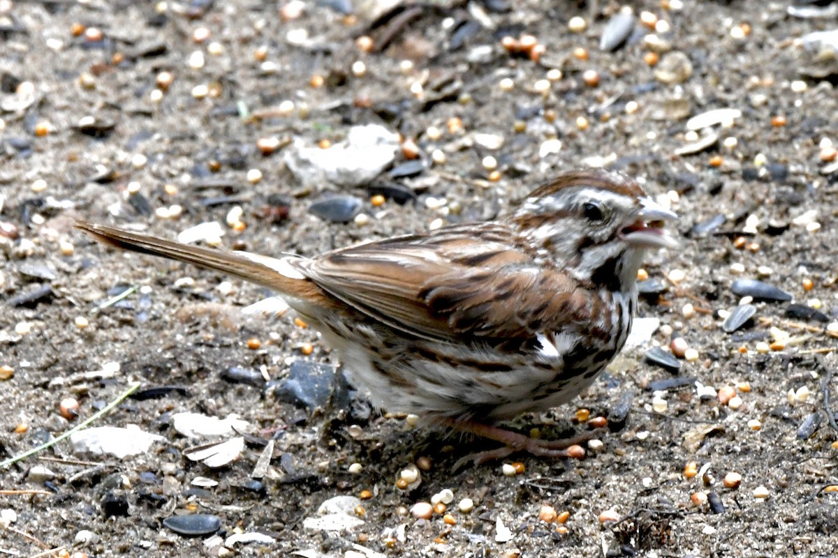 Song Sparrow - Michael Hatton