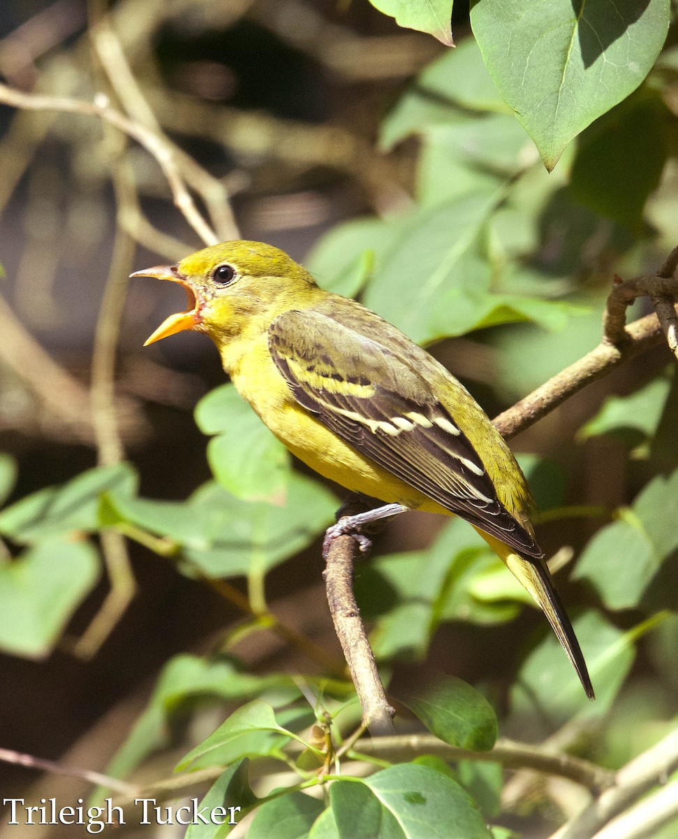 Western Tanager - ML601595681