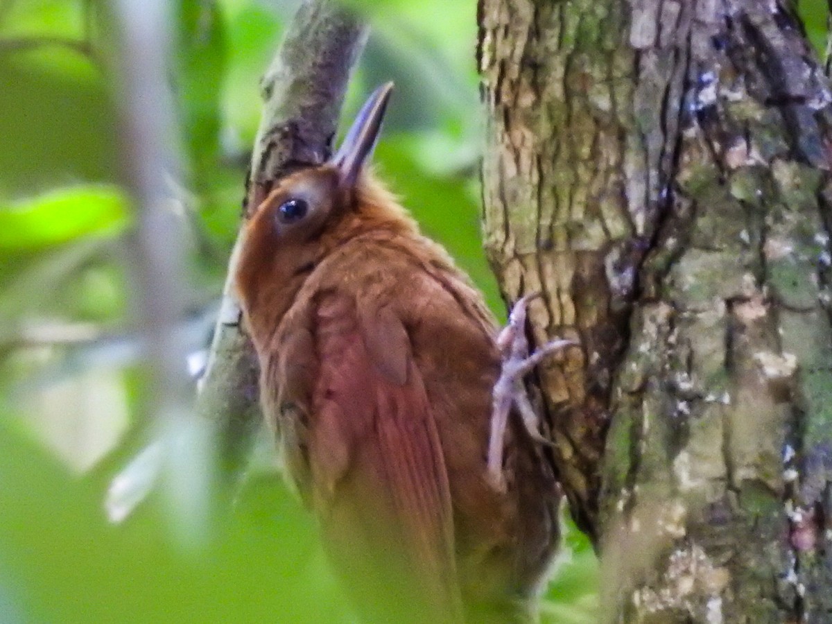 Ruddy Woodcreeper - ML601595771