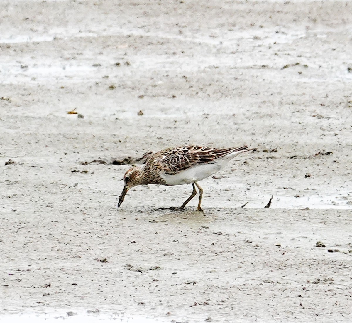 Pectoral Sandpiper - Brian Lineaweaver