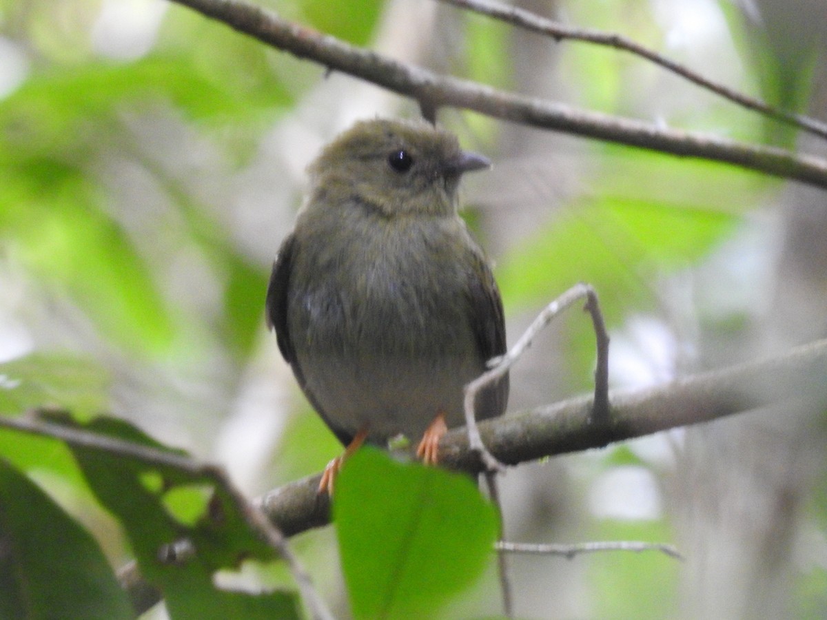 Lance-tailed Manakin - ML601596161