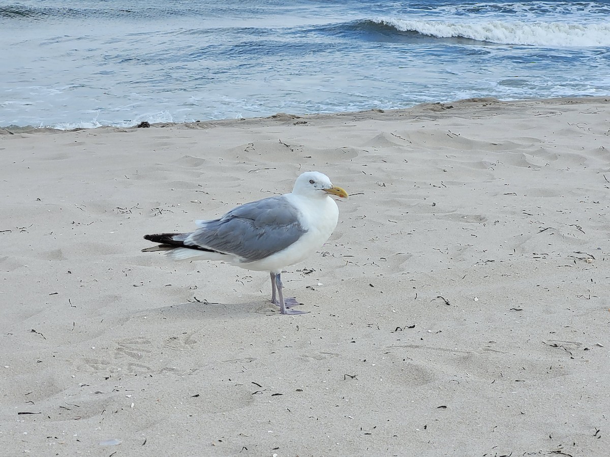 Herring Gull - ML601596811