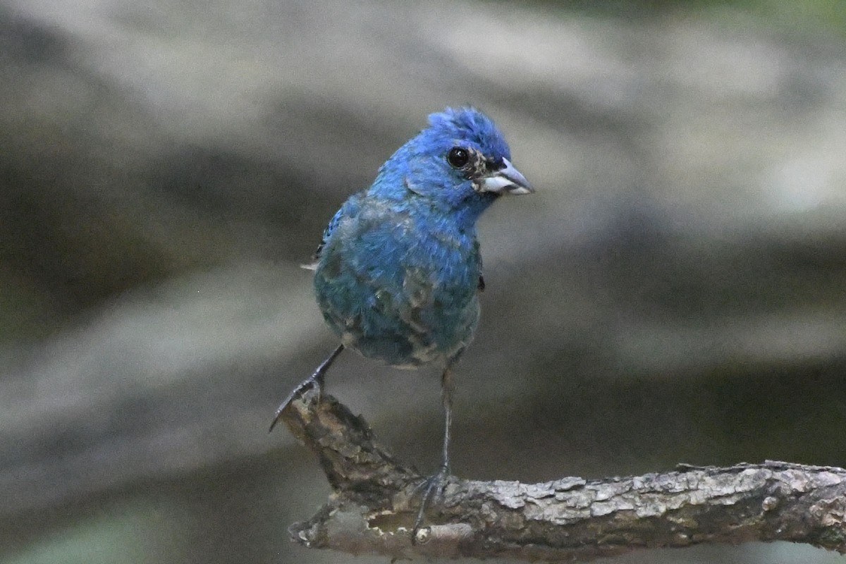 Indigo Bunting - ML601597231