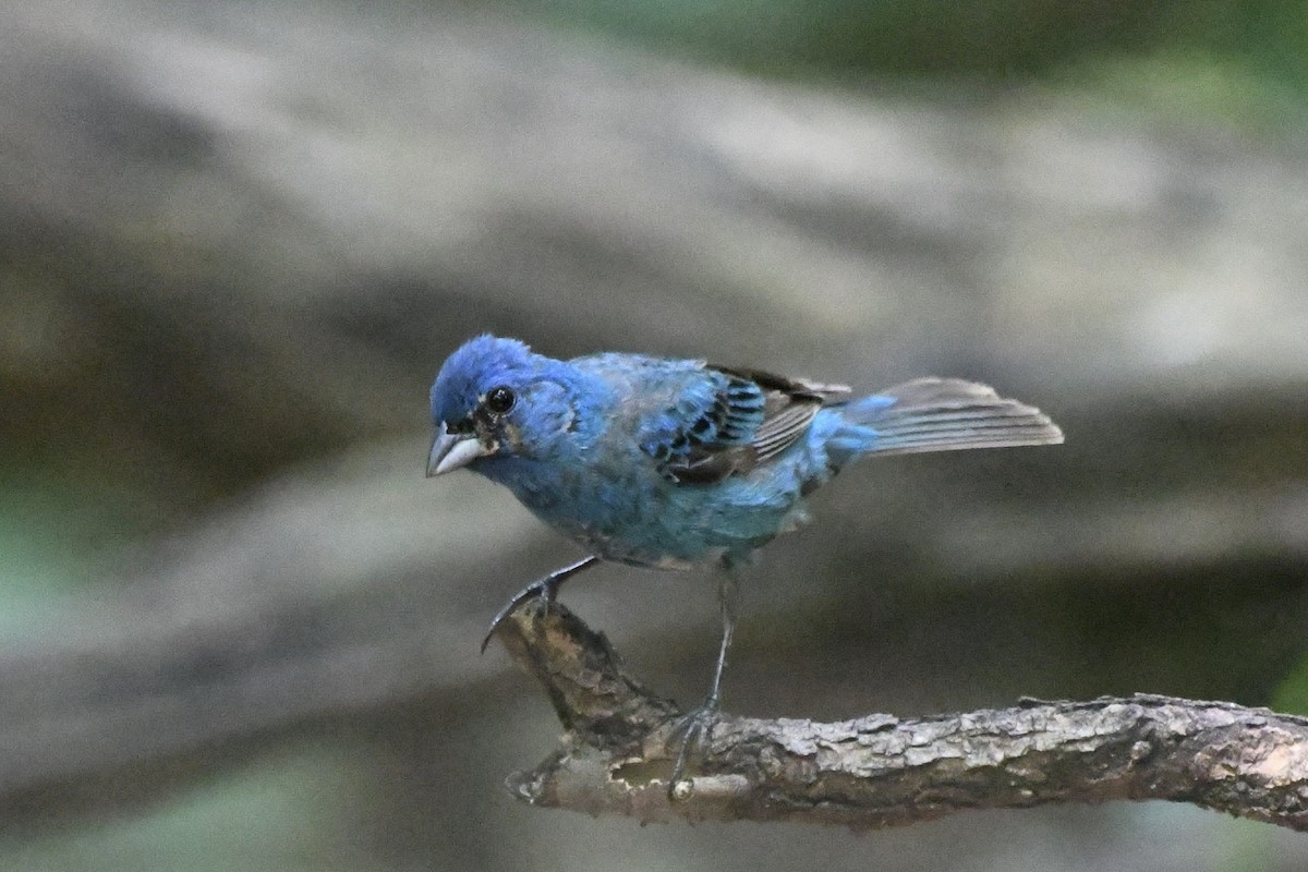 Indigo Bunting - ML601597241