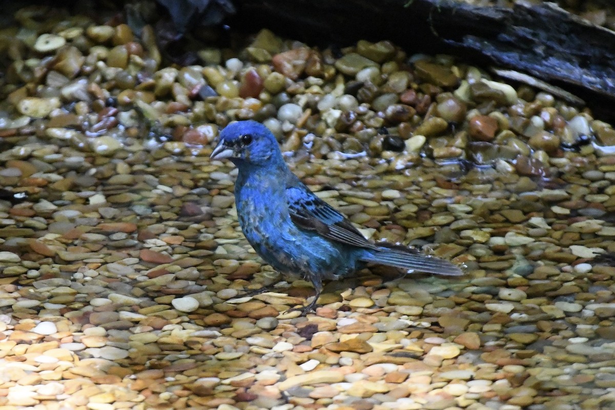 Indigo Bunting - ML601597331