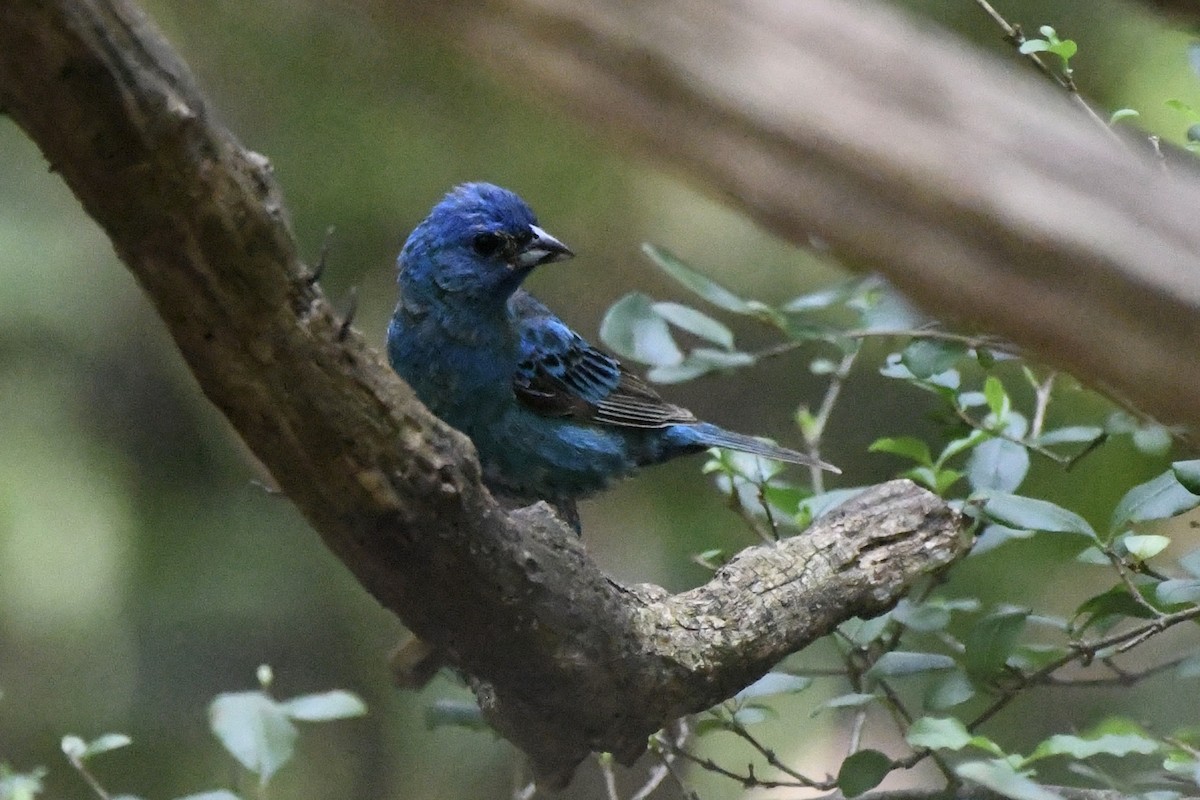 Indigo Bunting - ML601597411