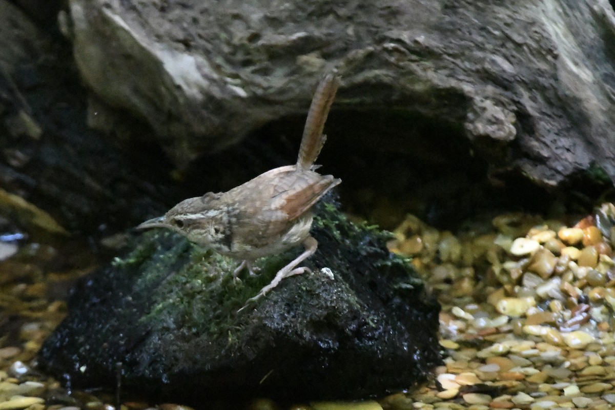 Carolina Wren - ML601597541