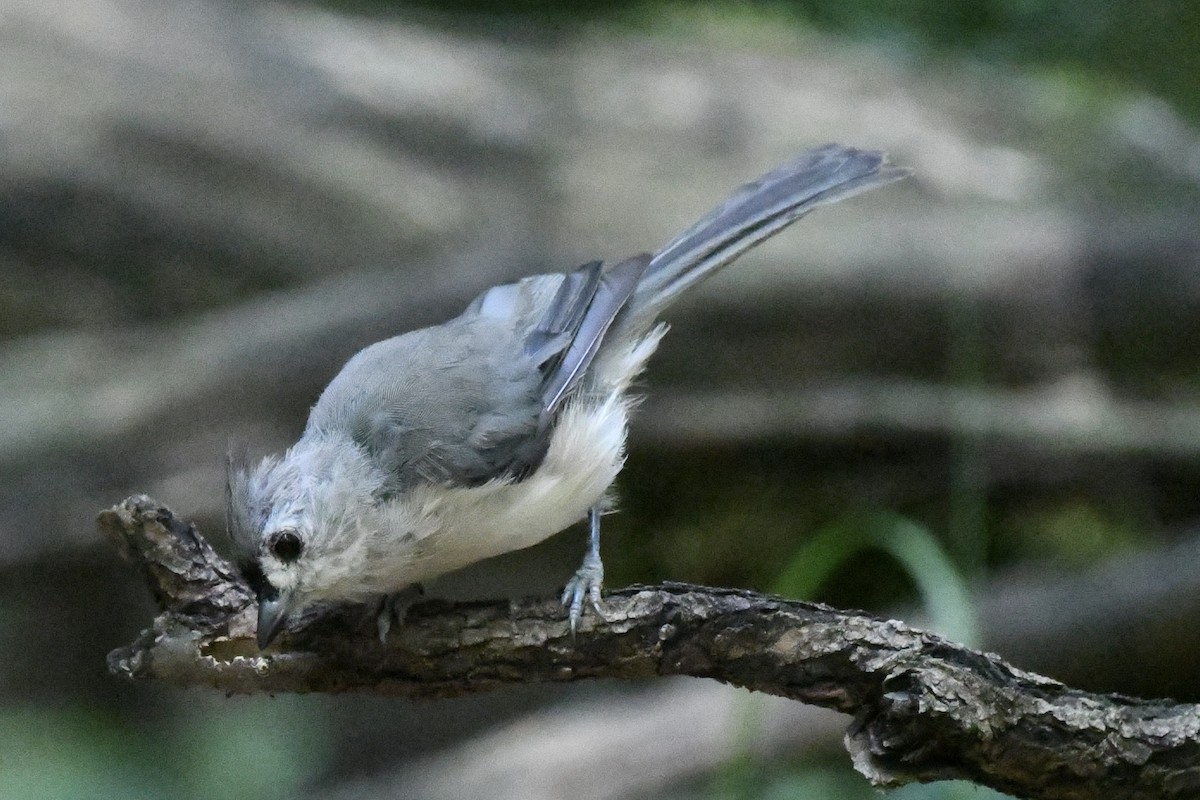 Tufted Titmouse - ML601597831