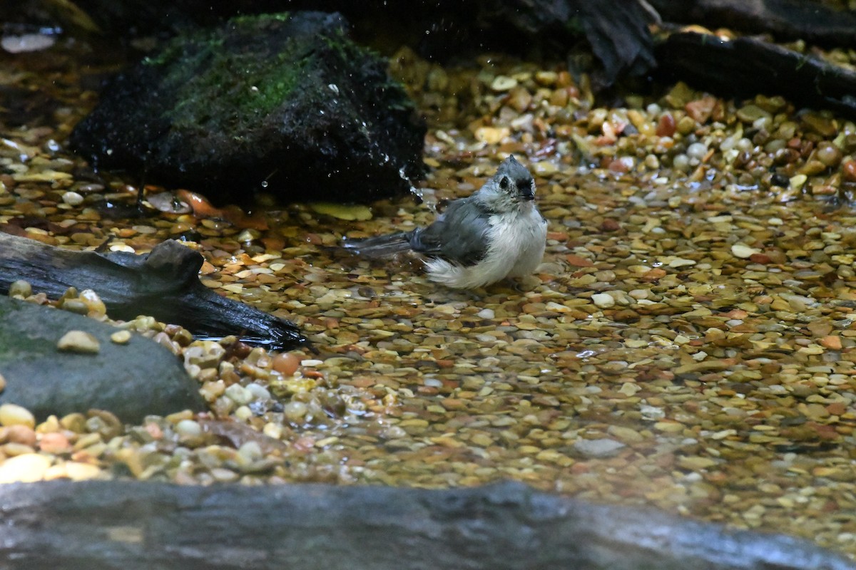 Tufted Titmouse - ML601597971