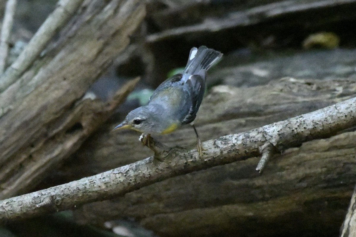 Northern Parula - ML601598031