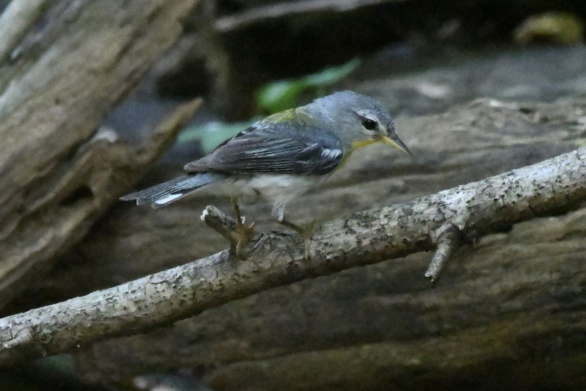 Northern Parula - ML601598491