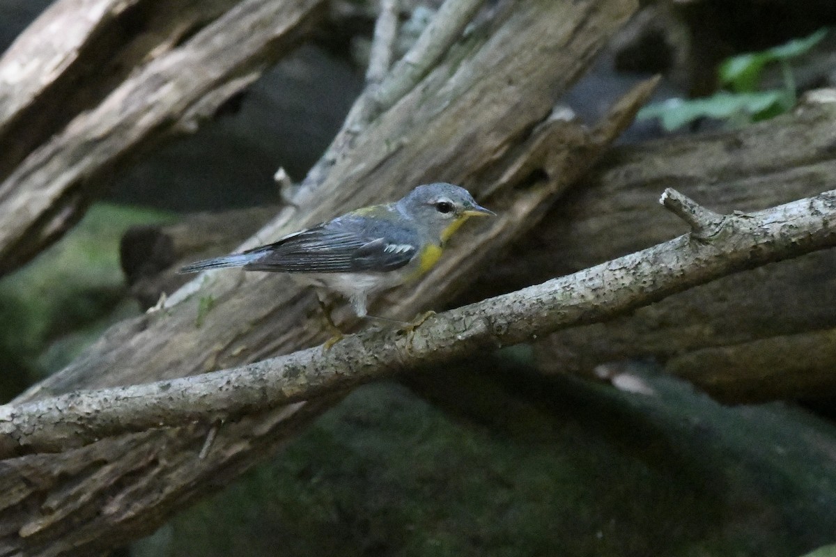 Northern Parula - ML601598591