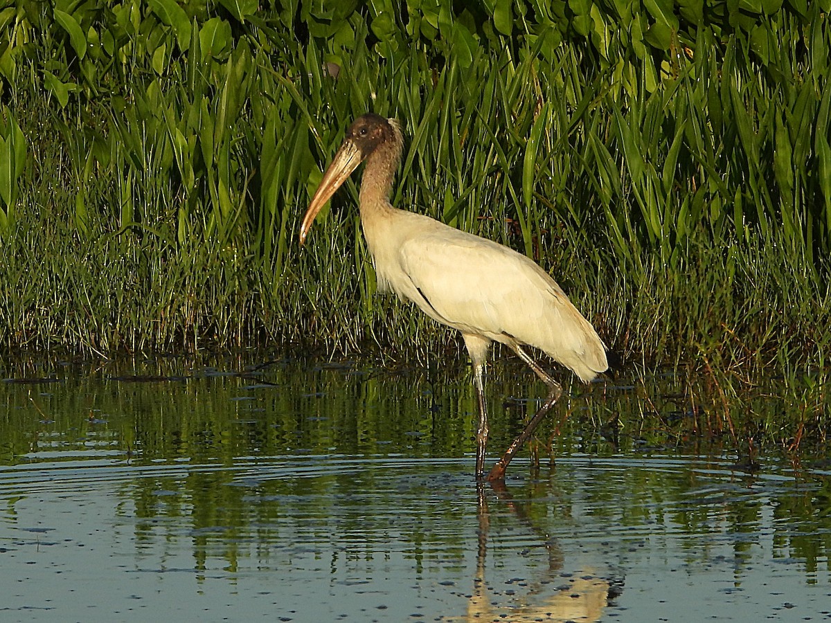 Wood Stork - ML601598621