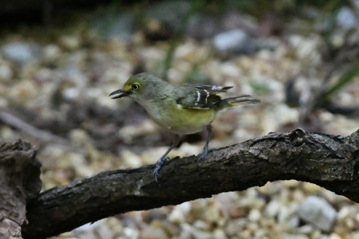 White-eyed Vireo - ML601599071