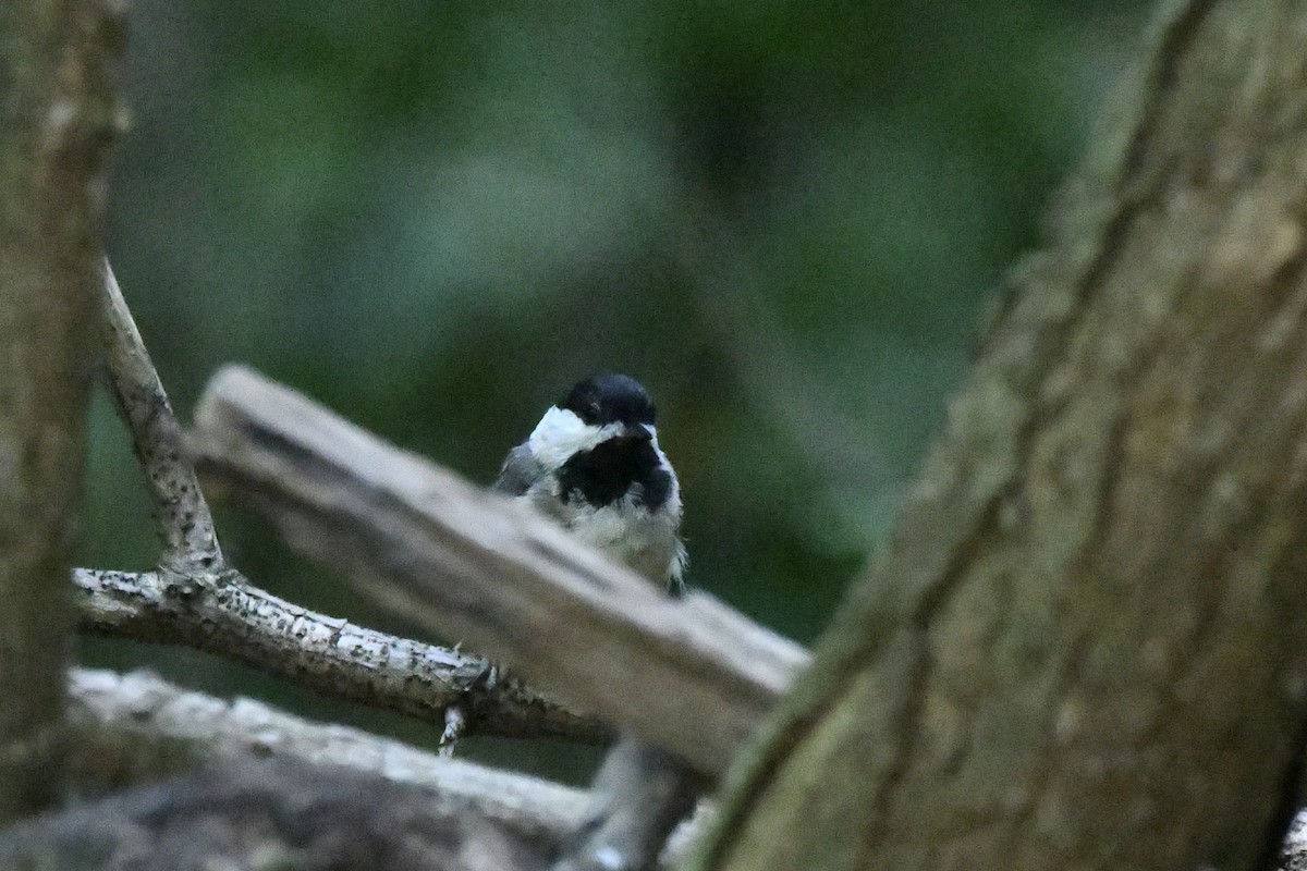 Carolina Chickadee - ML601599121