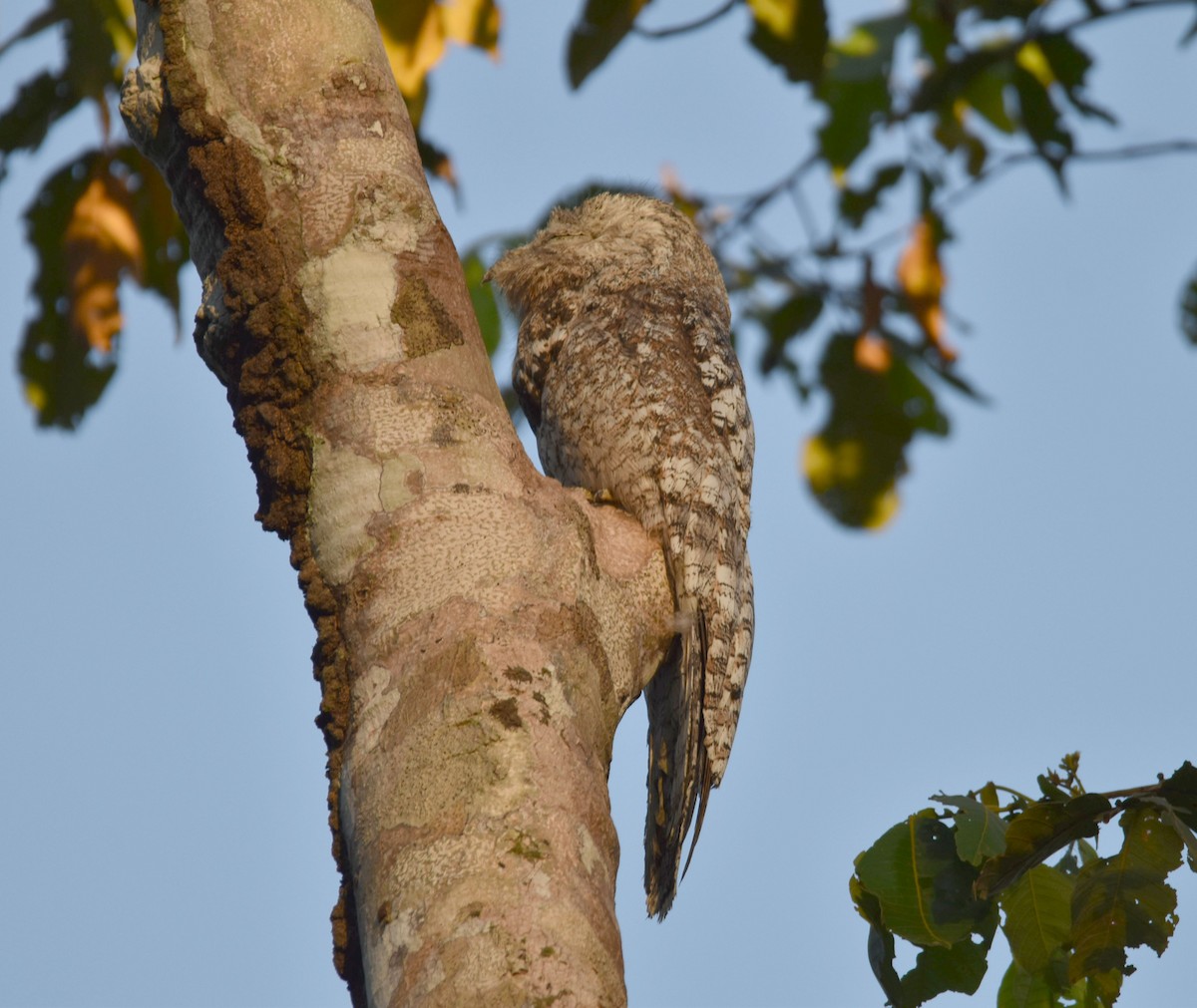 Great Potoo - ML601599261