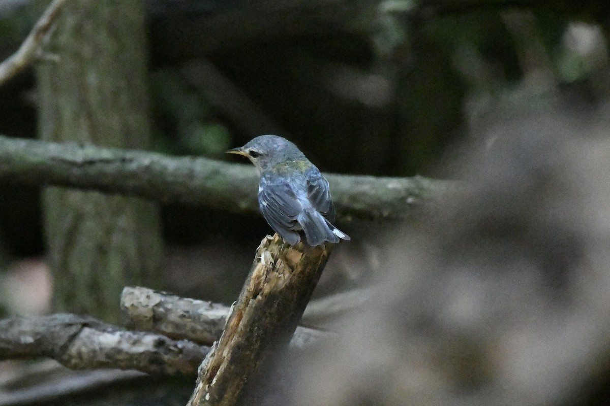 Northern Parula - ML601599411