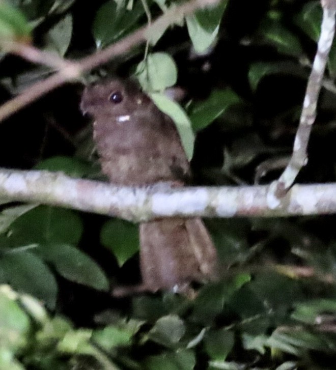 Brown Nightjar - ML601601211