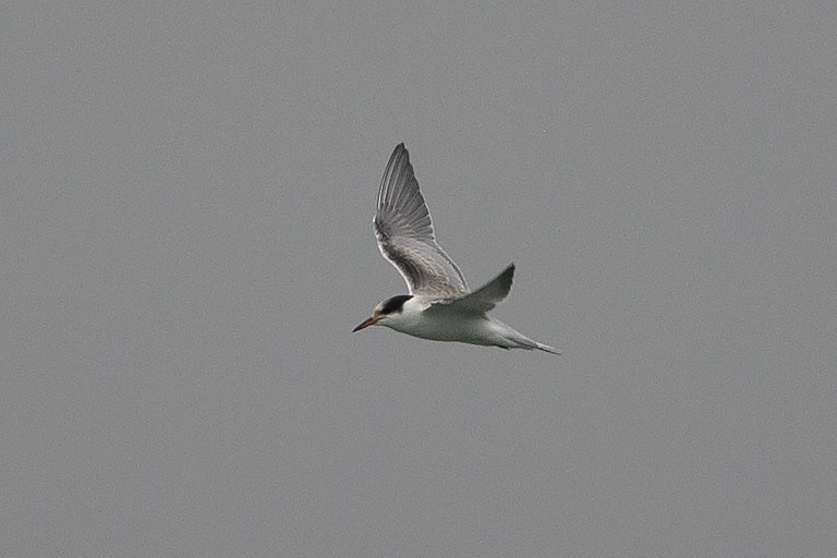 Common Tern - ML601601781