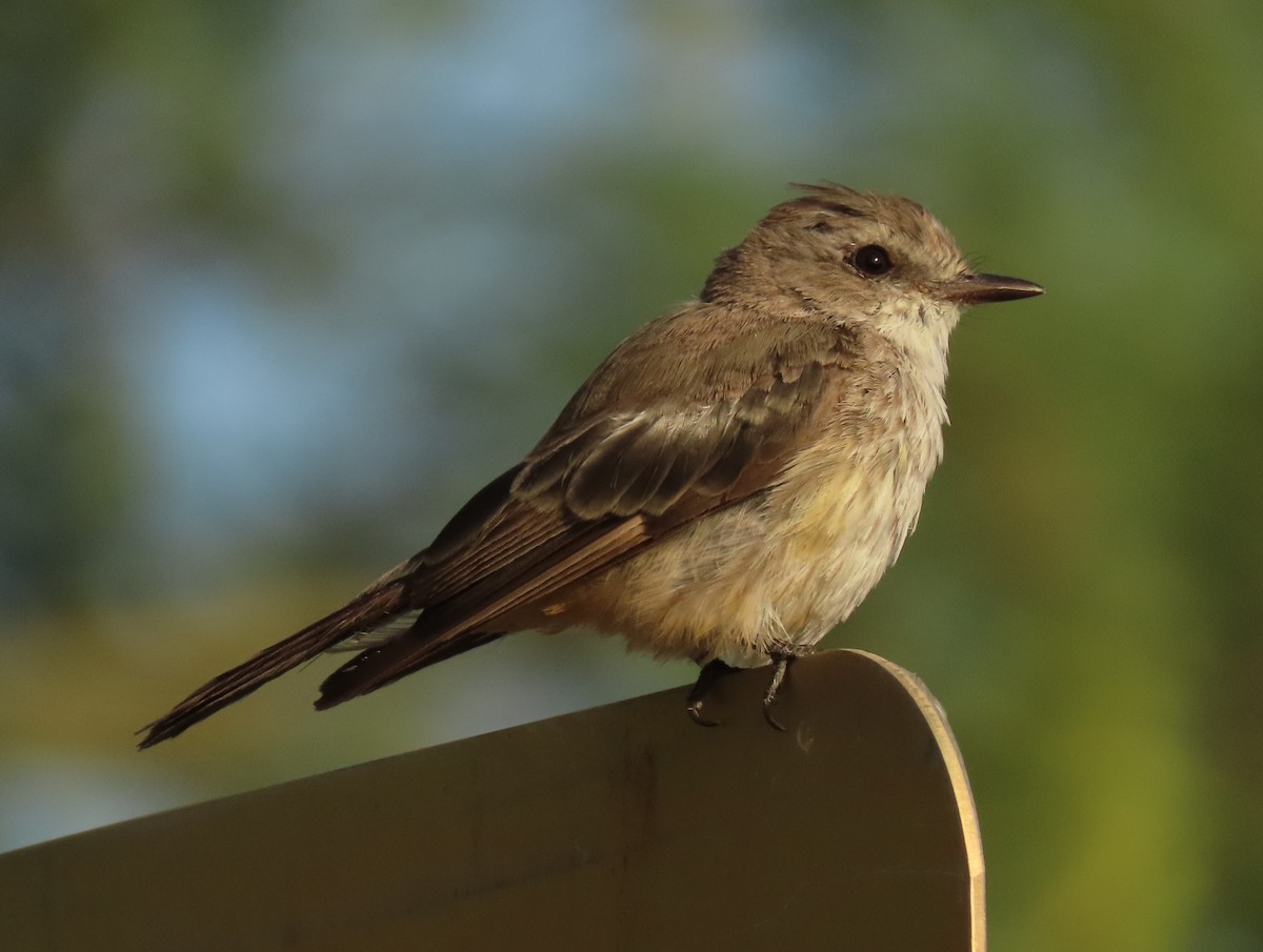 Vermilion Flycatcher - ML601604321