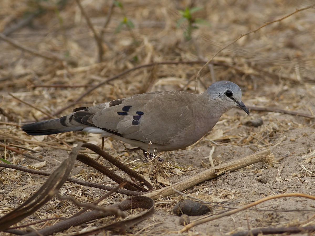 Black-billed Wood-Dove - ML601604571