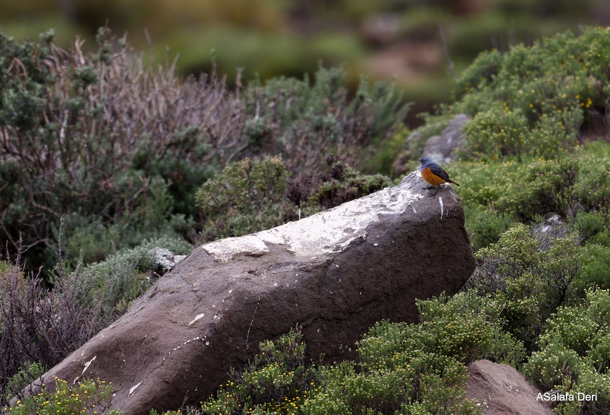 Sentinel Rock-Thrush - Fanis Theofanopoulos (ASalafa Deri)