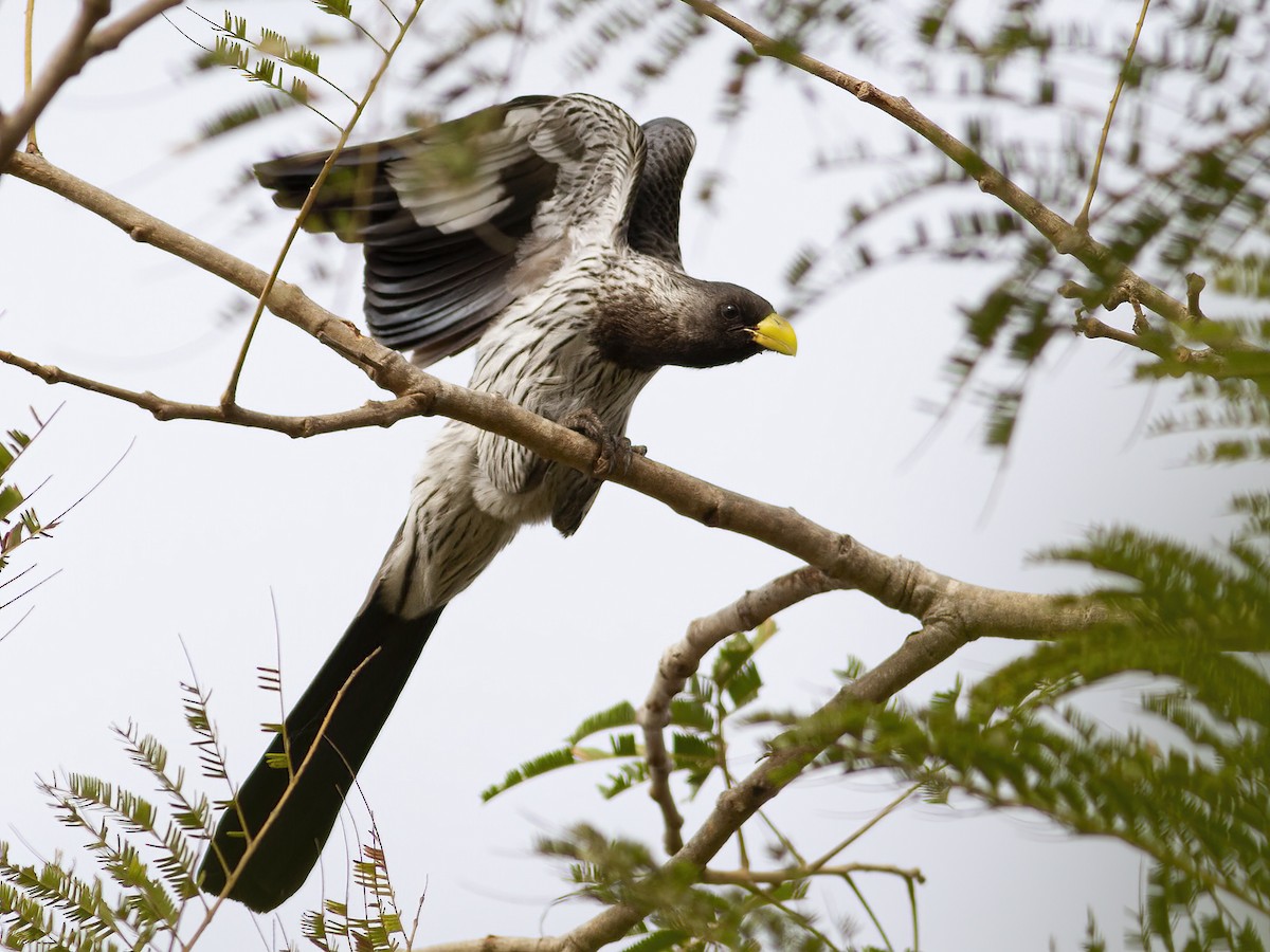 Western Plantain-eater - ML601605571