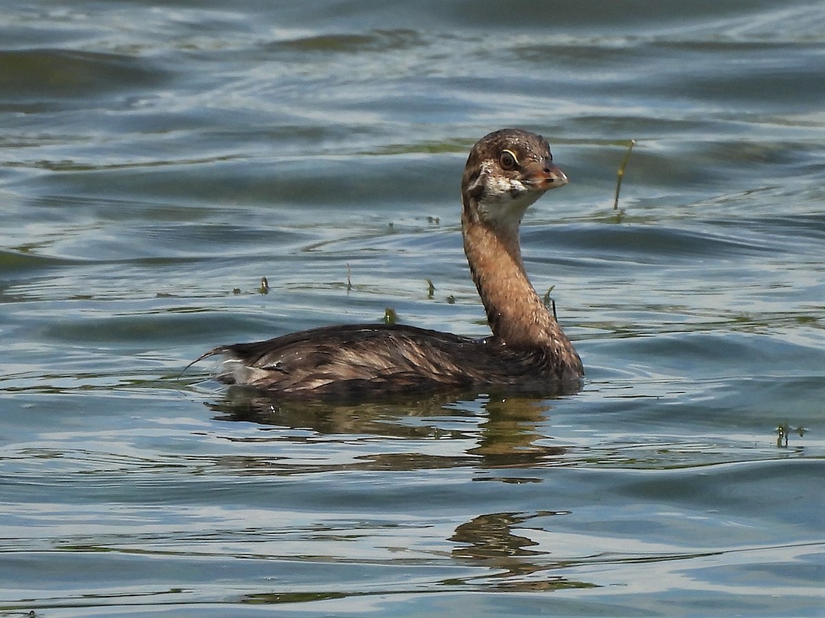 Pied-billed Grebe - ML601605771