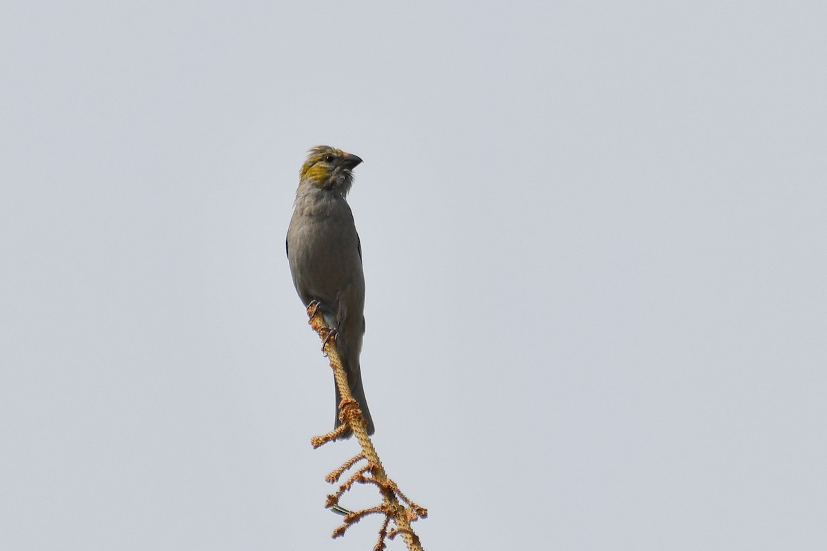 Pine Grosbeak - Sam Miller