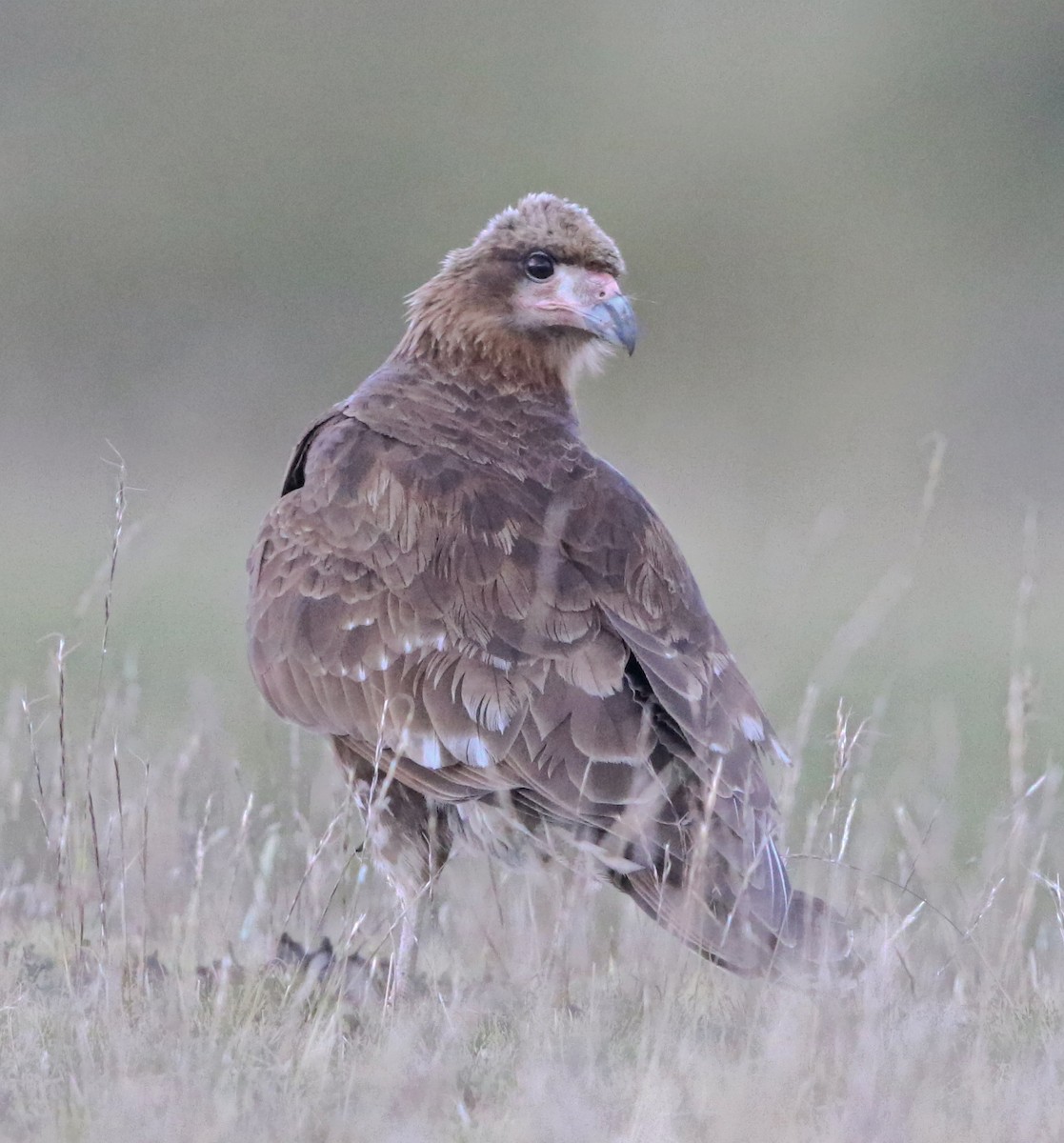 Mountain Caracara - ML60160741