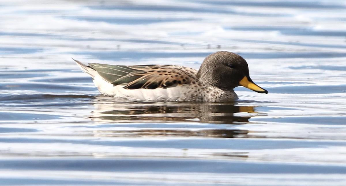 Yellow-billed Pintail - ML60160771