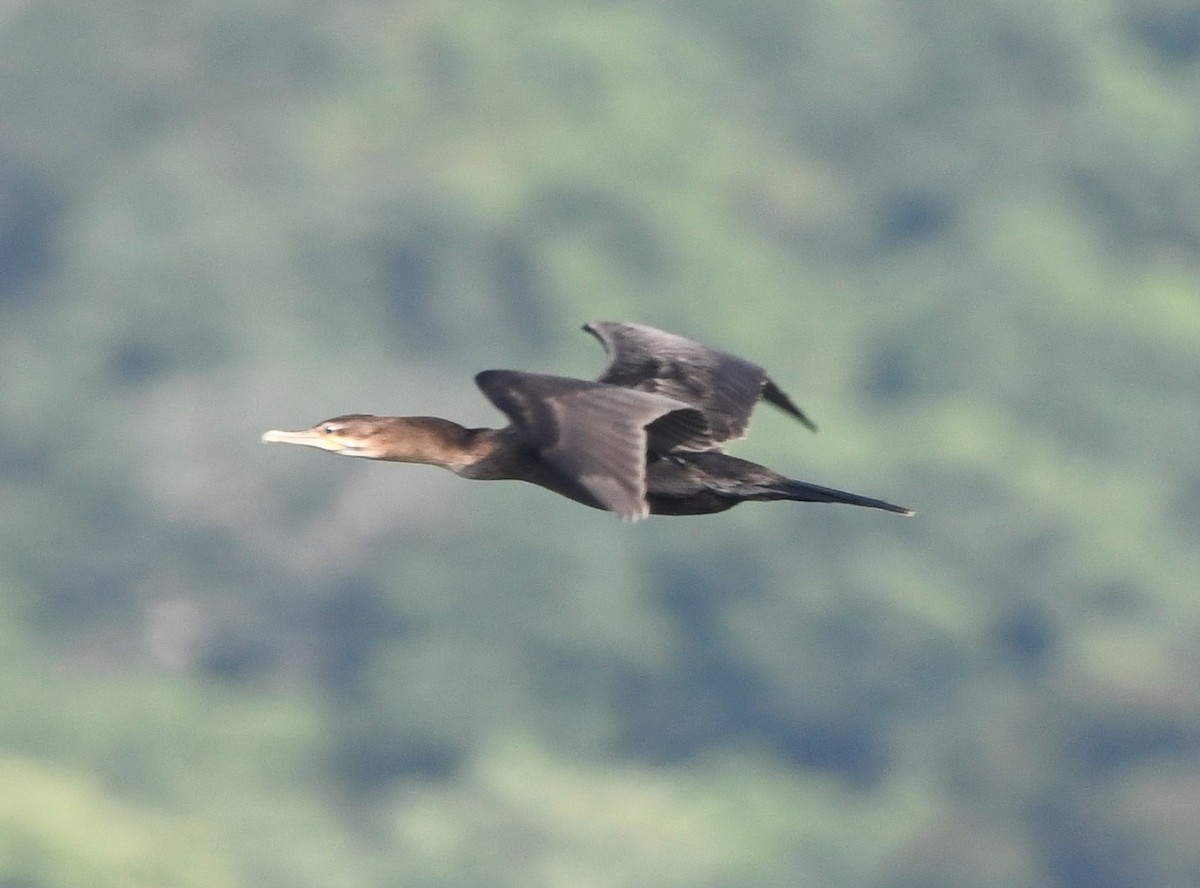 Neotropic Cormorant - ML601607981