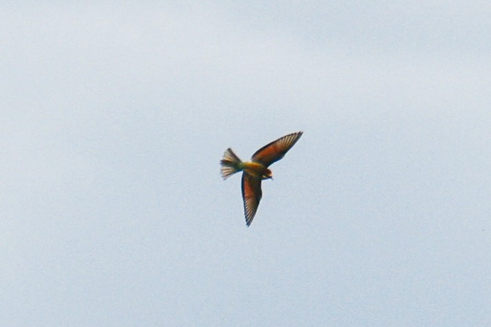 European Bee-eater - ML601608111