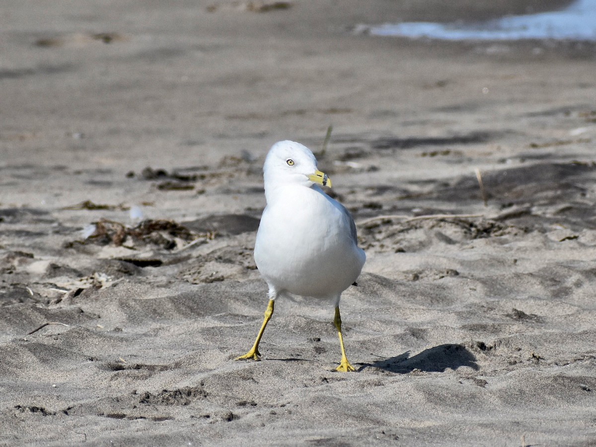 Ring-billed Gull - ML601608931