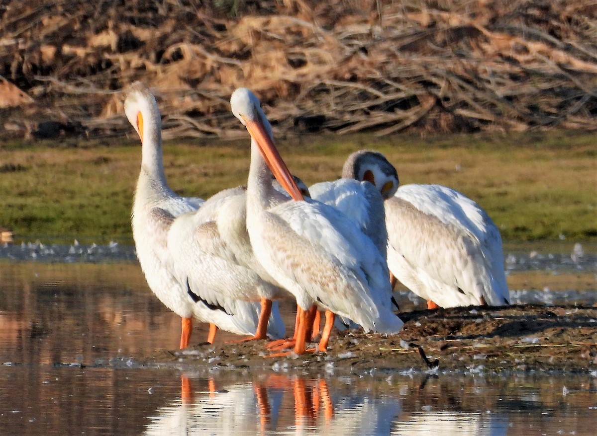 American White Pelican - ML601608991