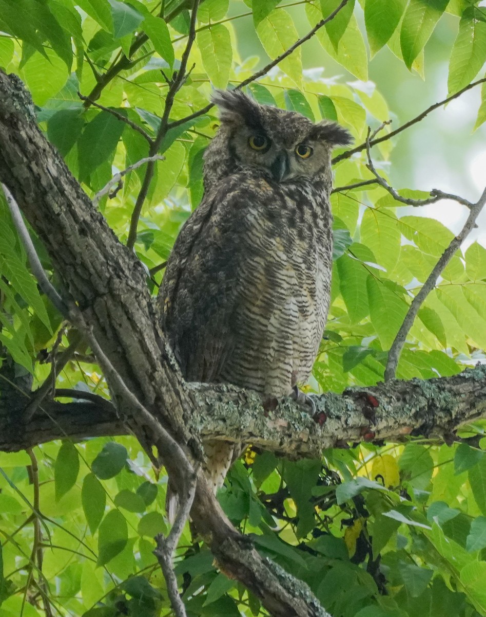 Great Horned Owl - ML601609251