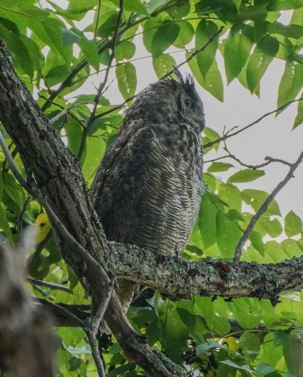 Great Horned Owl - ML601609261