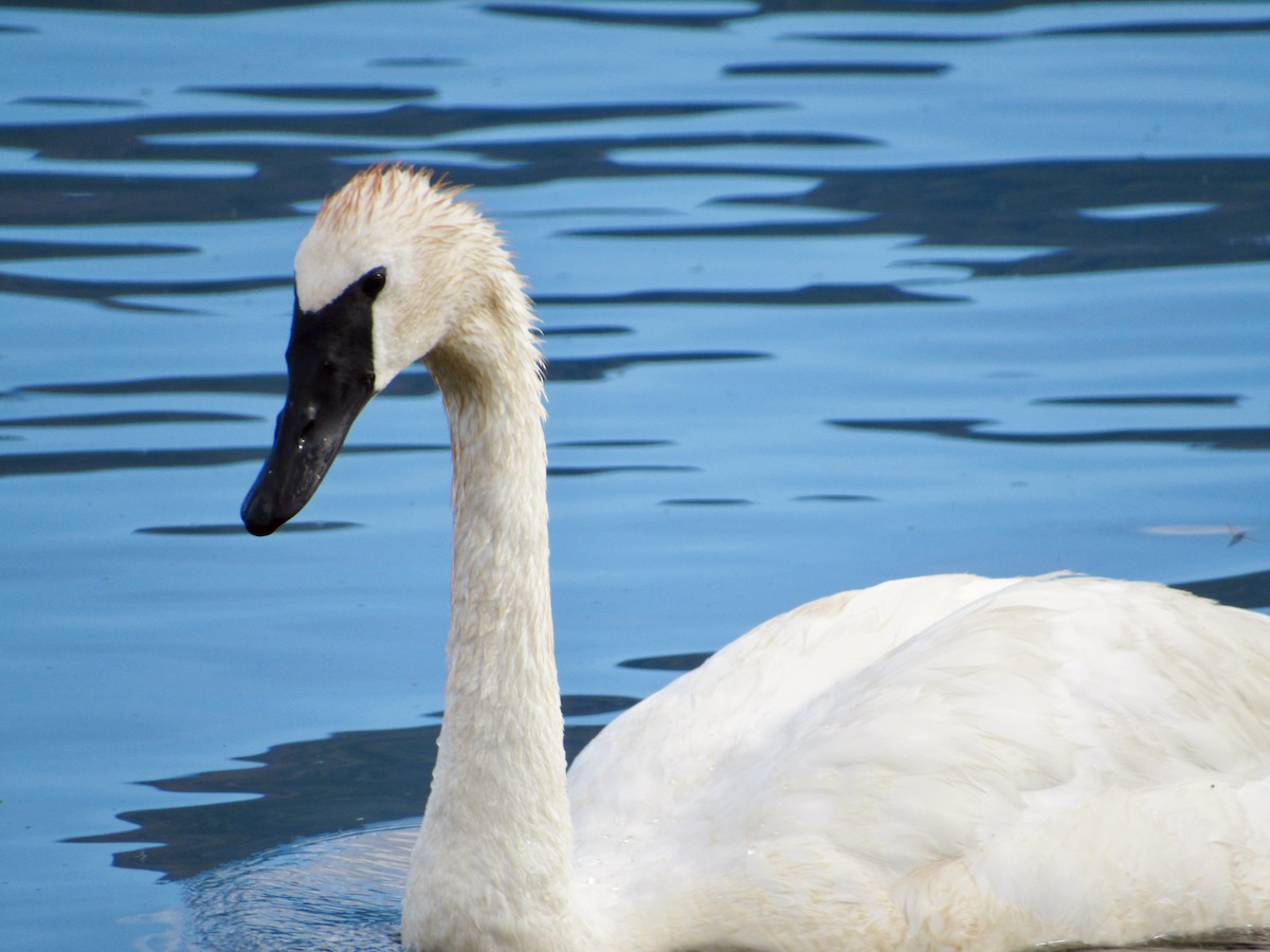 Trumpeter Swan - Jack Stalnaker