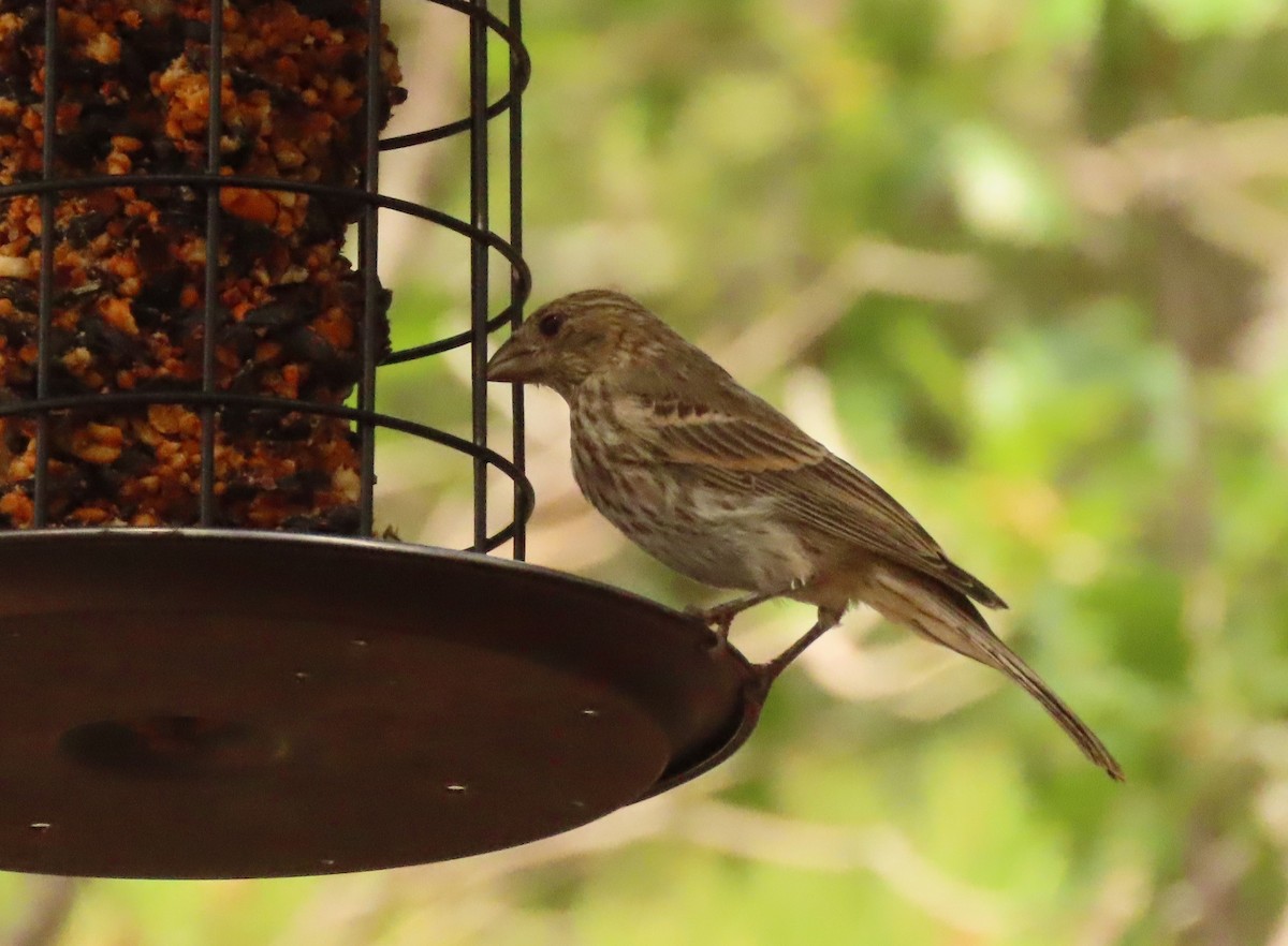 House Finch - ML601609811