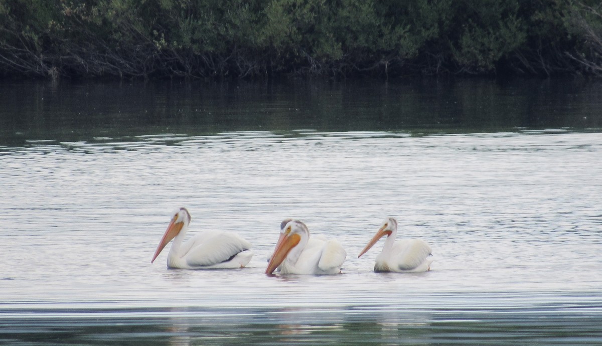 American White Pelican - Jack Stalnaker